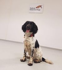 Jazz, English Springer Spaniel ini baru saja menjadi anggota Medical Detection Dogs bulan lalu.