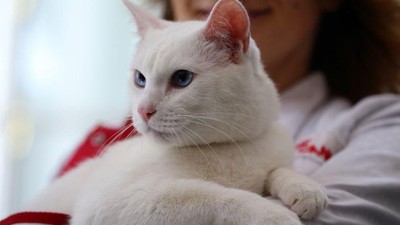 Ini Achilles, Kucing Tuli yang Jadi Peramal Piala Dunia 2018