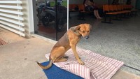Seekor anjing yang tak diketahui namanya setia menunggu majikannya di depan pintu sebuah rumah sakit di Brasil. Padahal majikannya telah meninggal 4 bulan lalu. Kesetiaan anjing pun dishare seorang warga ke media sosial dan mendapat respon positif. (Foto: Dok. Cristine Sardella via Storyful via ABC News)