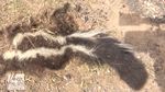 Foto: Invasi Sigung dan Ular Derik Ancam Warga New Mexico