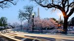 Foto: Bunga Sakura Mekar di Amerika, Ini Wujudnya