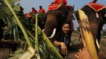 Foto: Hari Gajah Nasional Diperingati di Thailand
