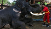 Di Thailand, gajah termasuk salah satu simbol kekuasaan dan kerajaan (Foto: Dok. REUTERS/Athit Perawongmetha)