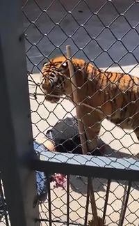 Harimau memangsa perawatnya sendiri
