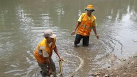 Petugas UPK Badan Air DLH awalnya kaget saat ular sanca 4 meter ini muncul. Mereka langsung berlarian ke pinggir kali.