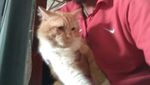 Foto: Ini Mitty, Kucing Malang yang Dibacok