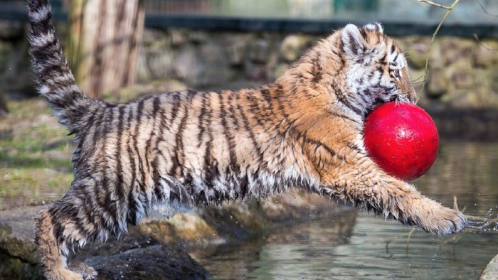 Bayi harimau bernama Dragon bermain di Kebun Binatang Eberswalde, Jerman.