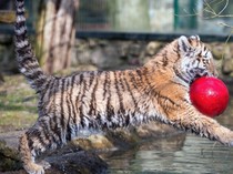 Tak Hanya Menyenangkan, Begini Fungsi Penting Permainan