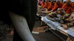 Foto: Hari Gajah Nasional Diperingati di Thailand
