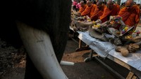 Selain itu gajah juga merupakan ikon dari negara Thailand. Oleh karena itu ada sebutan Thailand negara Gajah Putih. (Foto: Dok. REUTERS/Athit Perawongmetha)