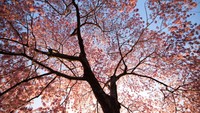 Selain di Jepang dan Amerika Serikat, sakura juga tumbuh di negara lain seperti Jerman, India, Turki dan lain sebagainya (Courtesy Navid Baraty/CNN)