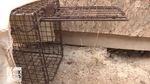 Foto: Invasi Sigung dan Ular Derik Ancam Warga New Mexico