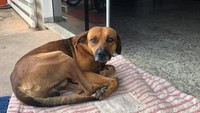 Seekor anjing yang tak diketahui namanya setia menunggu majikannya di depan pintu sebuah rumah sakit di Brasil. Padahal majikannya telah meninggal 4 bulan lalu. Kesetiaan anjing pun dishare seorang warga ke media sosial dan mendapat respon positif.  (Foto: Dok. Cristine Sardella via Storyful via ABC News)