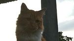 Foto: Ini Mitty, Kucing Malang yang Dibacok