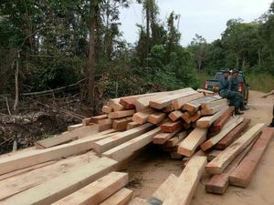 Marak Illegal Logging, KPK Supervisi Permasalahan Hutan di Papua
