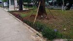 Foto: Kalijodo Jadi Rumah Baru Pohon Sudirman-Thamrin