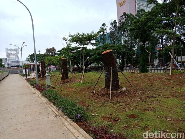 Foto: Kalijodo Jadi Rumah Baru Pohon Sudirman-Thamrin