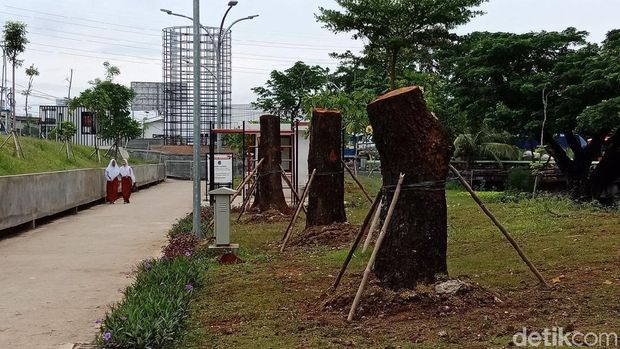 Penampakan pohon yang ditanam di RTH Kalijodo