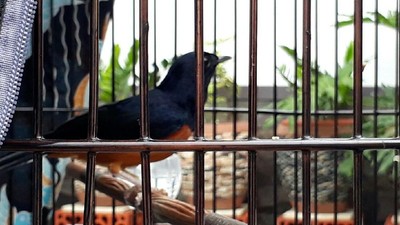 Potret Burung Kitaro yang Bikin Tawaran Rp 600 Juta Jokowi Ditolak