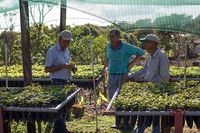 Kebun Kopi Milik Starbucks Ini Resmi Dibuka untuk Wisatawan