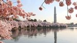 Foto: Bunga Sakura Mekar di Amerika, Ini Wujudnya