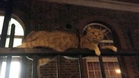 Saat ditemukan, kucing tersebut berada di tengah pagar dalam posisi tertusuk ujung pagar.