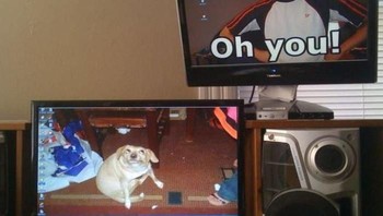  Kocak! gambar ini seolah bercerita antara majikan dengan si anjing. Foto: Boredpanda