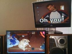 Wallpaper Desktop Komputer yang Lucu dan Kreatif