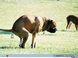 Wallpaper Desktop Komputer yang Lucu dan Kreatif