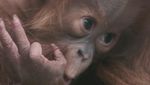 Ini Kesuma, Bayi Orangutan Sumatera Langka yang Lahir di Inggris