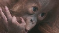 Kesuma lahir di Chester Zoo. Kebun binatang tersebut mengatakan kelahiran Kesuma penting untuk program pemulihan internasional yang bertujuan untuk meningkatkan jumlah orangutan Sumatera.