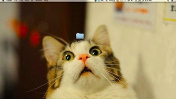 Lucu! si kucing seolah terkejut dengan folder di atasnya. Foto: Boredpanda