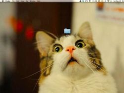 Wallpaper Desktop Komputer yang Lucu dan Kreatif