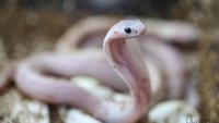 Penampakan ular kobra albino di antara bunga mawar.