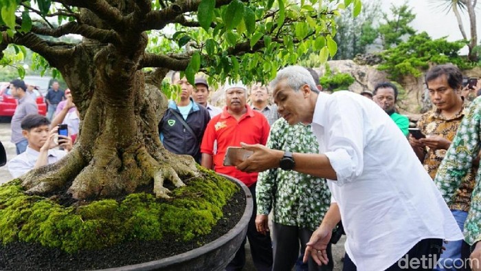 Ganjar Ajak Penggemar Bonsai Viralkan Karyanya