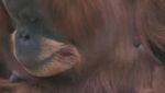 Ini Kesuma, Bayi Orangutan Sumatera Langka yang Lahir di Inggris
