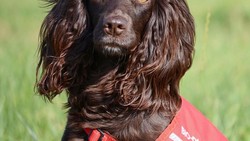 Lucu Dan Menggemaskan Potret Para Anjing Yang Jago Mengendus