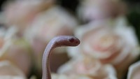 Ular kobra albino ini berada di antara bunga mawar berwarna merah muda.