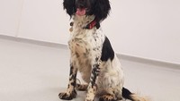 Jazz, English Springer Spaniel ini baru saja menjadi anggota Medical Detection Dogs bulan lalu. 