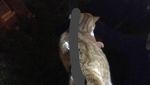 Foto: Kucing Ajaib Ini Berhasil Selamat Meski Tertusuk Pagar Besi