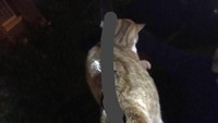 Kepala inspektur kepala RSPCA Nicole Broster bergegas ke tempat kejadian, takut terjadi hal terburuk. Dia mengatakan,Ketika saya menerima telepon darurat tentang seekor kucing yang tertusuk di tiang pagar, saya sangat khawatir dan tidak percaya bahwa kucing itu masih hidup.