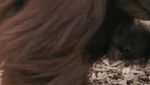 Ini Kesuma, Bayi Orangutan Sumatera Langka yang Lahir di Inggris