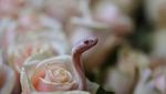 Penampakan Ular Kobra Diantara Bunga yang Bisa Bikin Kamu Terkecoh