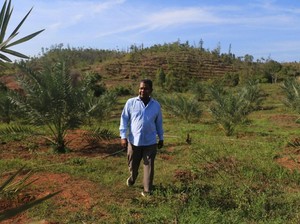 Kebun Kurma Kini Hijaukan Aceh, Siap Panen Mei 2018