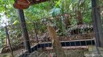 Foto: Tiga Batu Pengabul Keinginan dari Ciamis