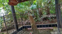 Di sinilah ada abu jasad Citra Resmi, putri mahkota cantik dari Kerajaan Sunda Galuh. Mitosnya, bila perempuan membasuh muka menggunakan air di batu itu sebanyak tiga kali, maka wajahnya akan bercahaya dam mudah mendapat jodoh. (Dadang/detikTravel)