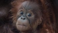 Kesuma adalah orang utan jenis Sumatera yang tergolong dalam spesies langka yang ditemukan di hutan Asia Tenggara.