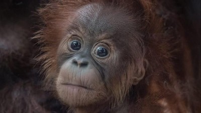 Ini Kesuma, Bayi Orangutan Sumatera Langka yang Lahir di Inggris