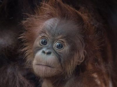 Ini Kesuma, Bayi Orangutan Sumatera Langka yang Lahir di Inggris