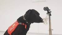 Kim sedang mendeteksi sampel malaria. (Foto: Facebook/Medical Detection Dogs) 